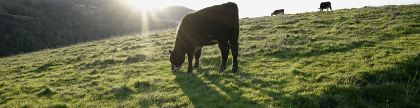 Bishop Ranch Regional Preserve