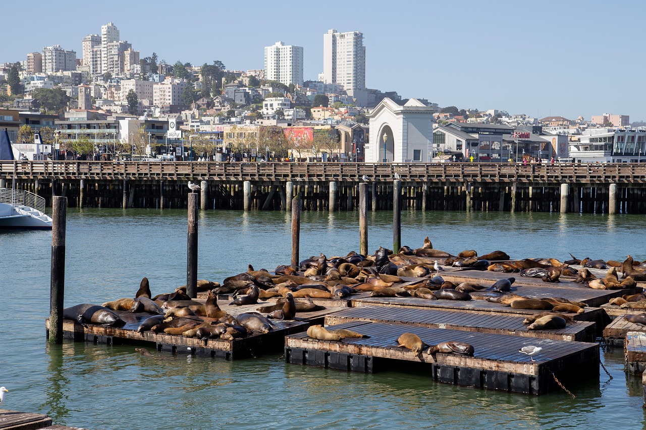 Discover the Top Things to Do at Pier 39 in Just One Day