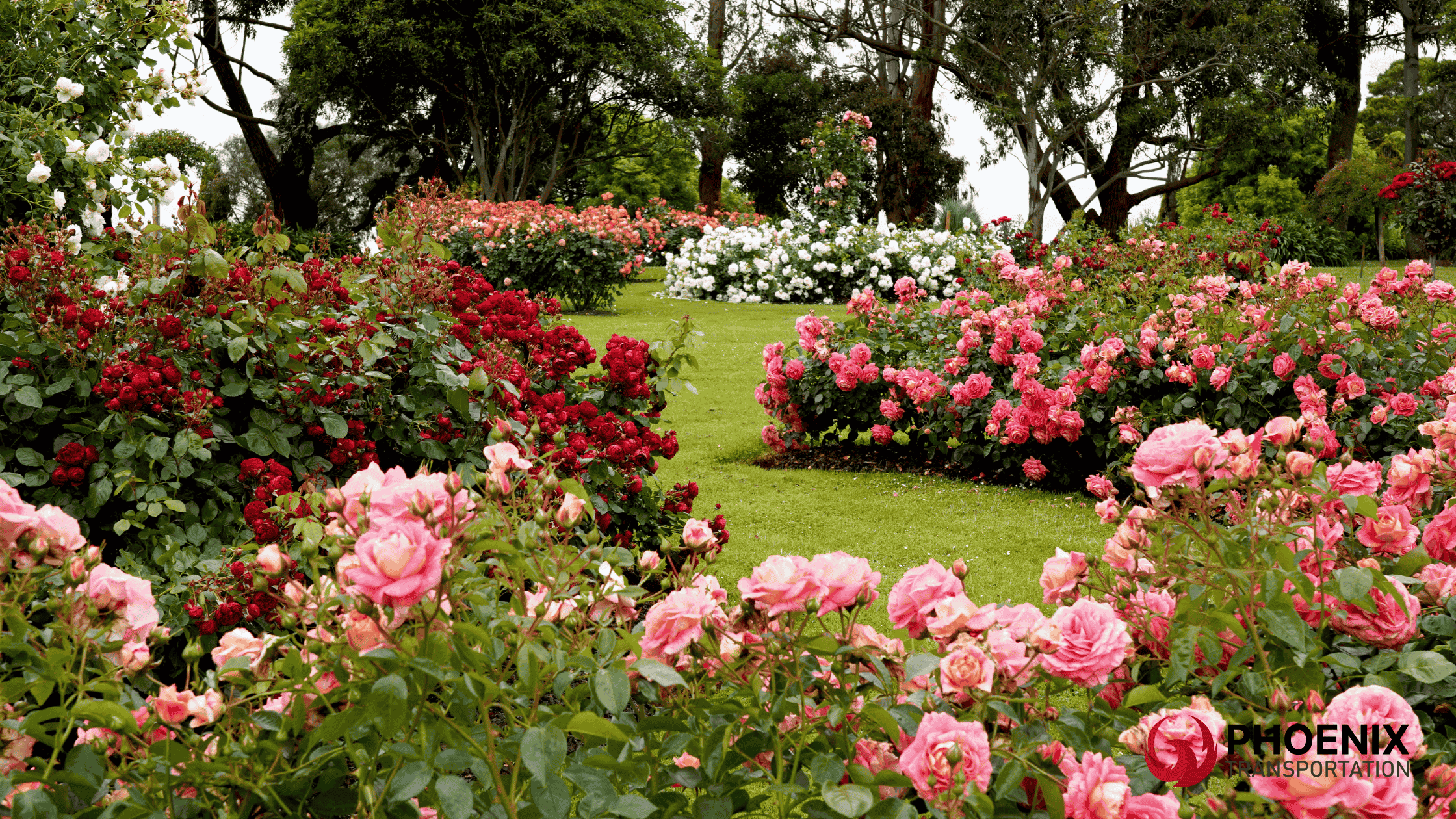 San Jose Municipal Rose Garden: A Perfect Spring Day Guide | Phoenix Transportation