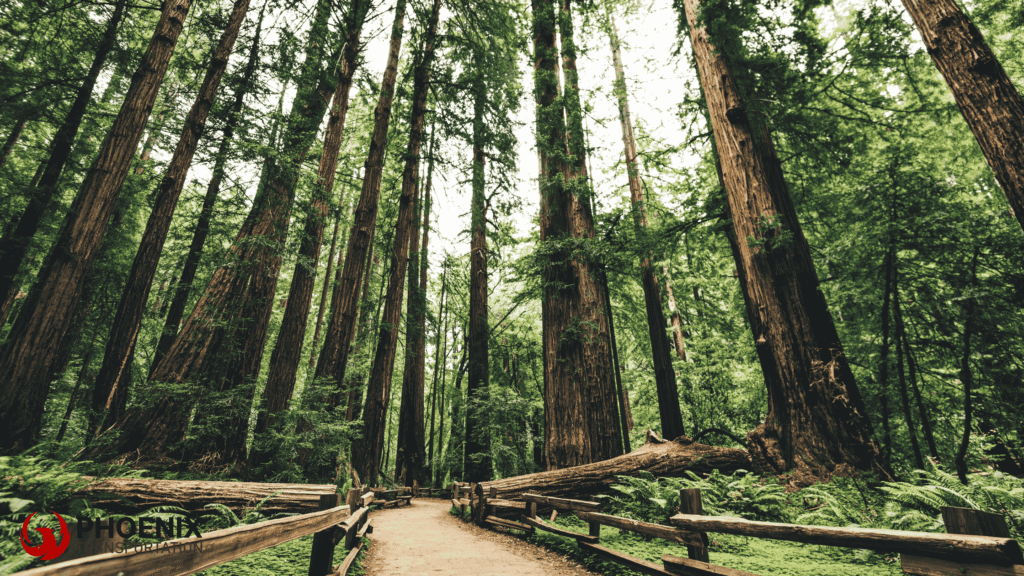 Redwood Regional Park