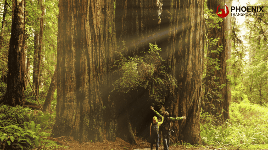 Redwood Regional Park With Tourist