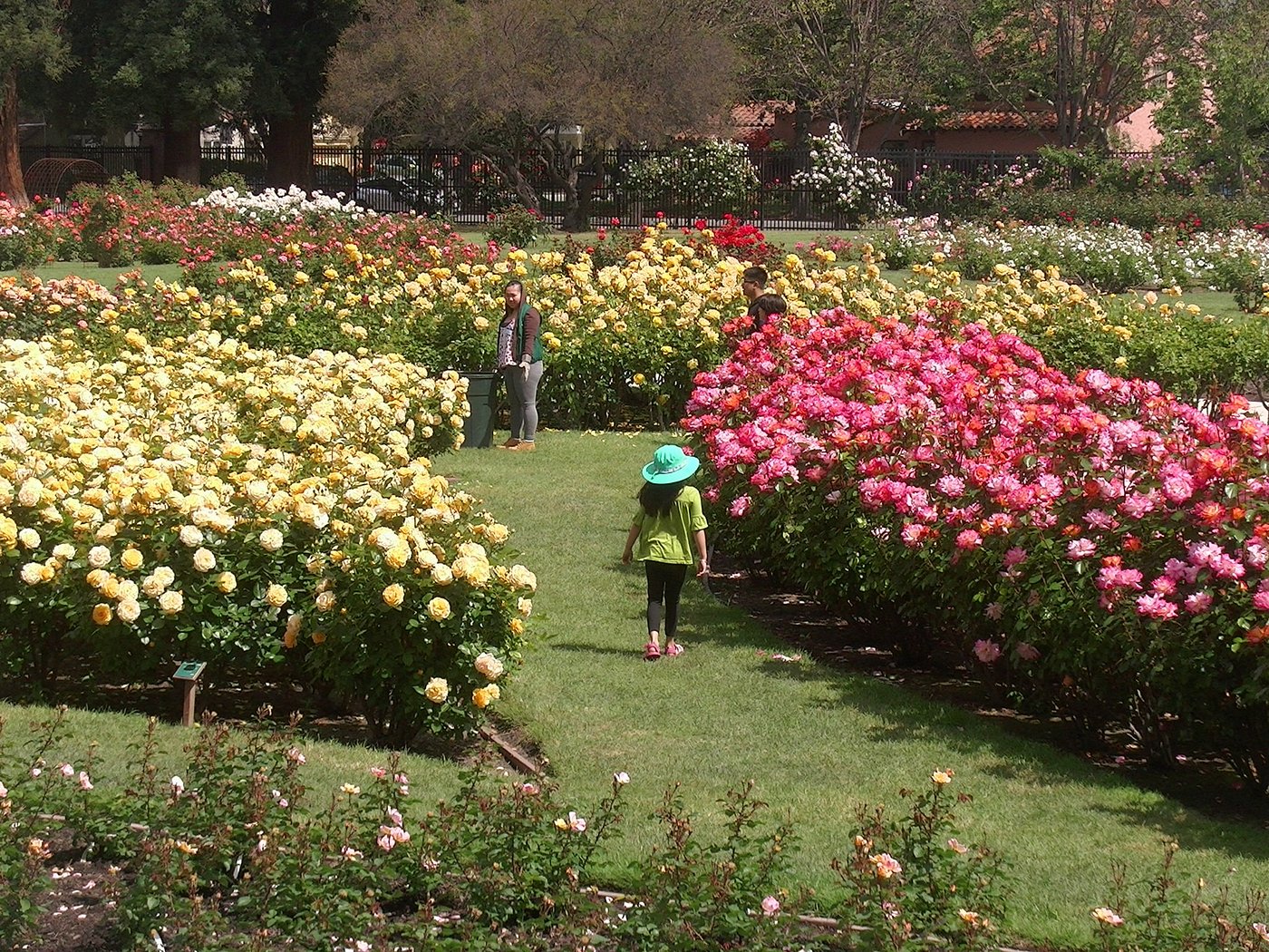 What Makes Berkeley Rose Garden a Must-Visit Attraction | Phoenix Transportation